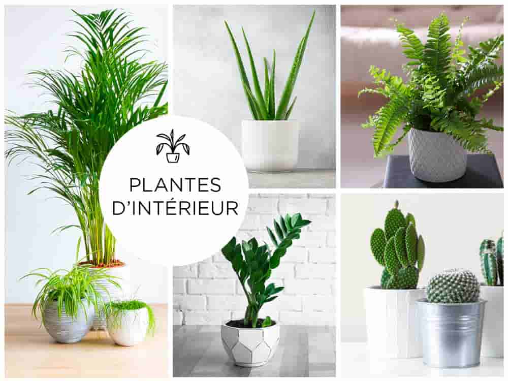 Plantes vertes d'intérieur